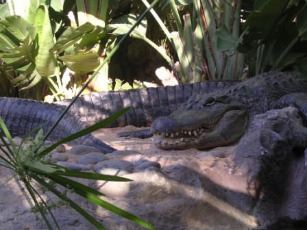 Coccodrillo - Crocodilia
